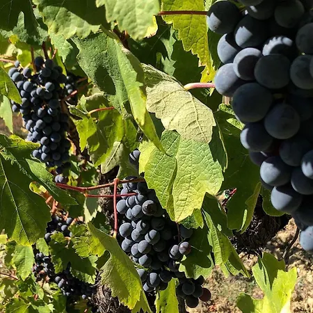 Venkovský dům Podere Bellavista *