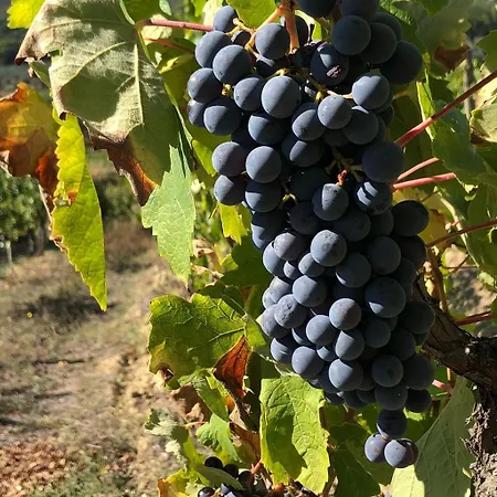 Podere Bellavista בית כפרי סן ג'ימיניאנו